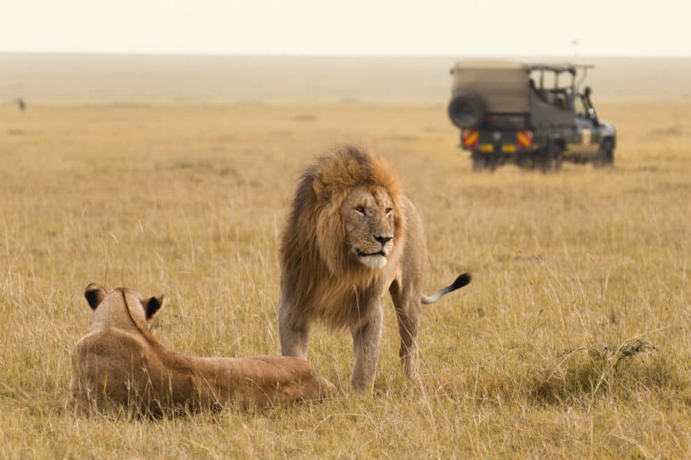African lion couple and safari jeep in Masai Mara in Kenya.
