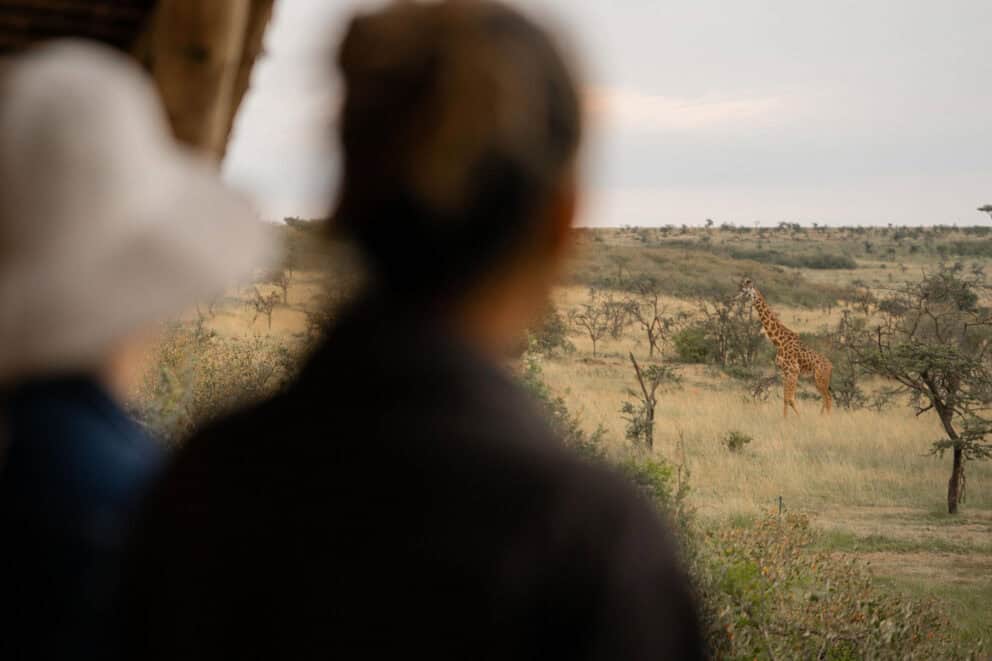 Naboisho Camp Giraffe meandering near the family room during shoulder season travel
