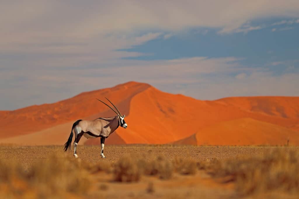 Gemsbok with the dunes of Sossusvlei in the background, Namibia.