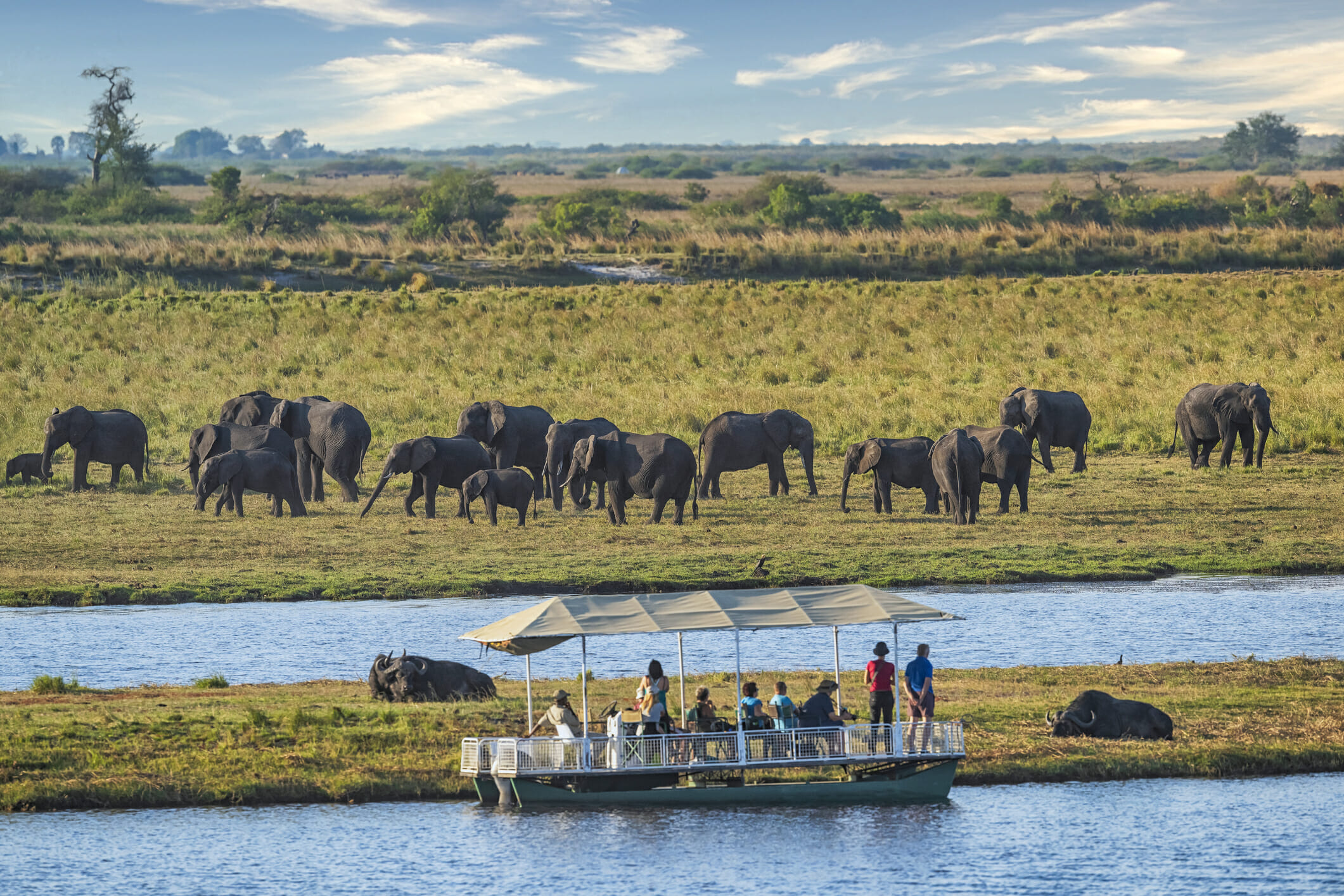 Boat cruise safari observing a herd of elephant in Chobe National Park, Botswana.