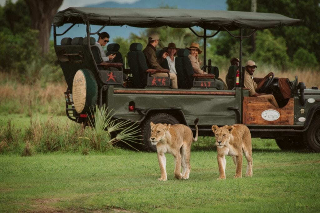 Two lions walking on grass in front of safari vehicle