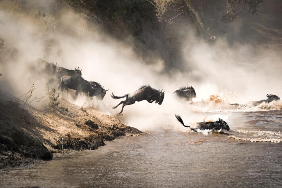 Wildebeest crossing the Mara river during the annual Great Migration, Kenya.