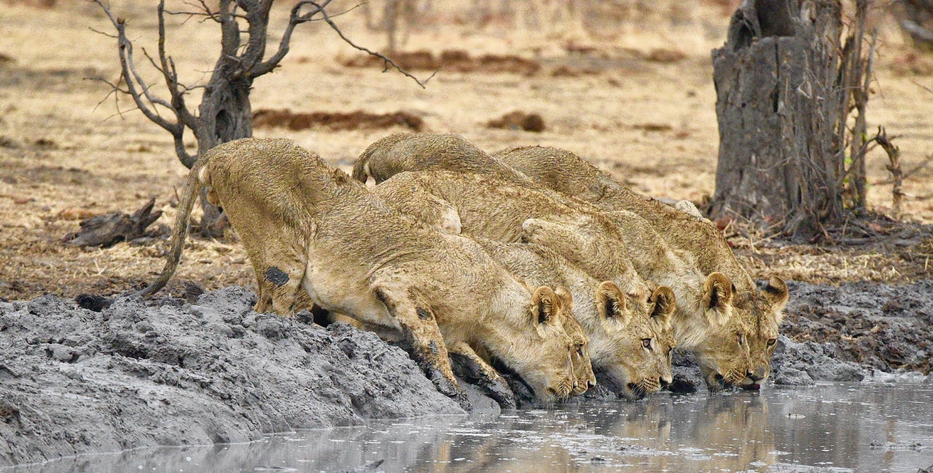 Lionesses drinking water in Botswana. This can be seen on a big five safari.