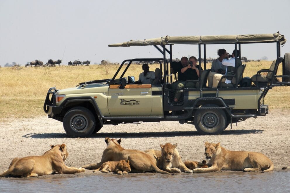 Game Drive seeing lions on an African lion safari. Ask our safari experts where to go to see lions in Africa
