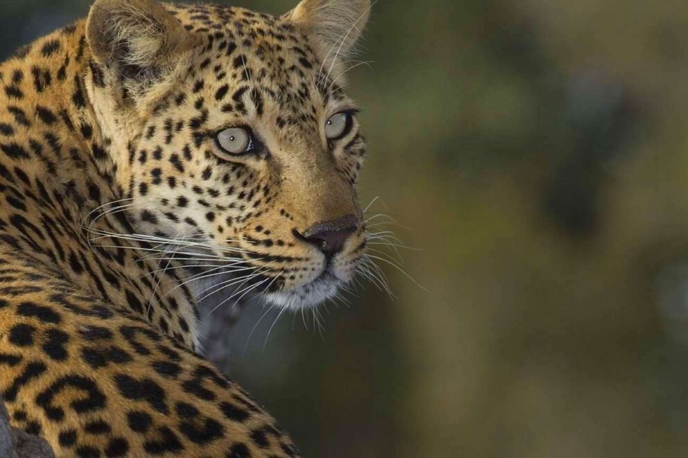 Leopard sighting on safari