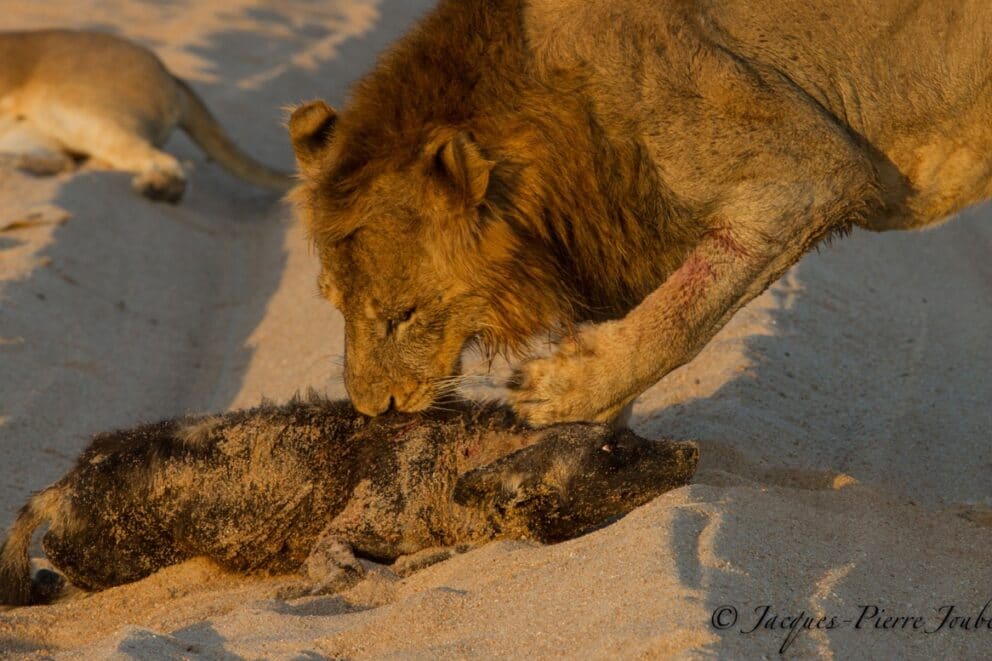 Remarkable Clash Between Lion and Wild Dog Brings Onlookers to Tears