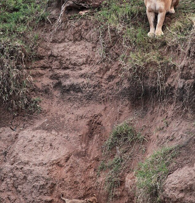 Lion cub falls off cliff, what happens next is amazing
