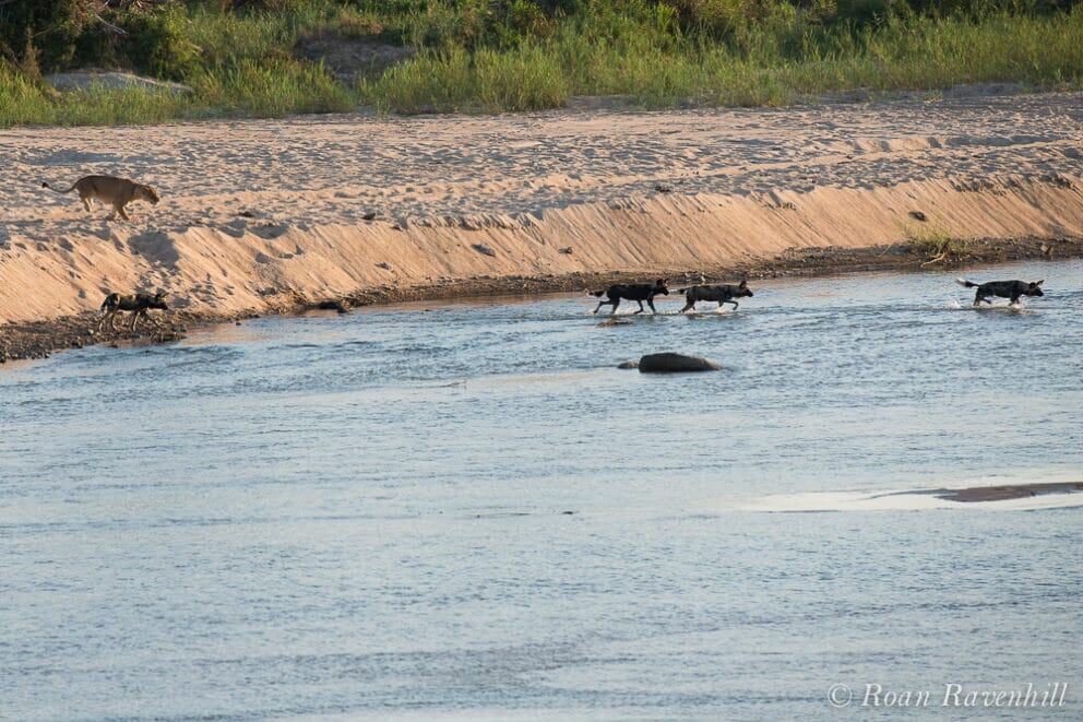 Remarkable Clash Between Lion and Wild Dog Brings Onlookers to Tears
