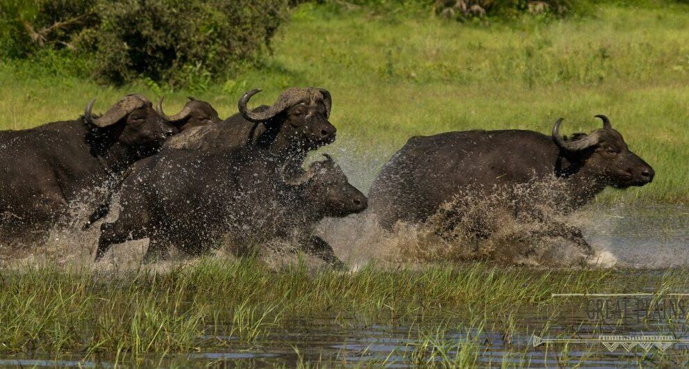Botswana’s Okavango Delta finally becomes a World Heritage Site