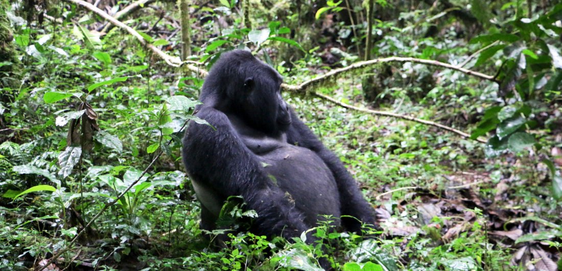 Mountain gorilla safari dream becomes a reality by Suneesh Menon