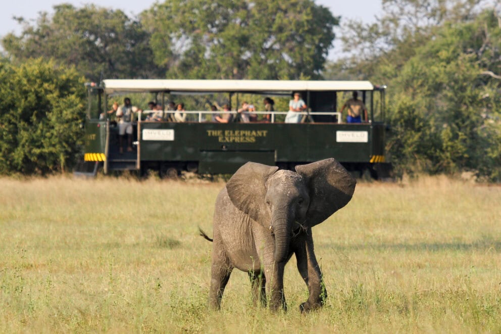 Elephant spotted on the Elephant Express