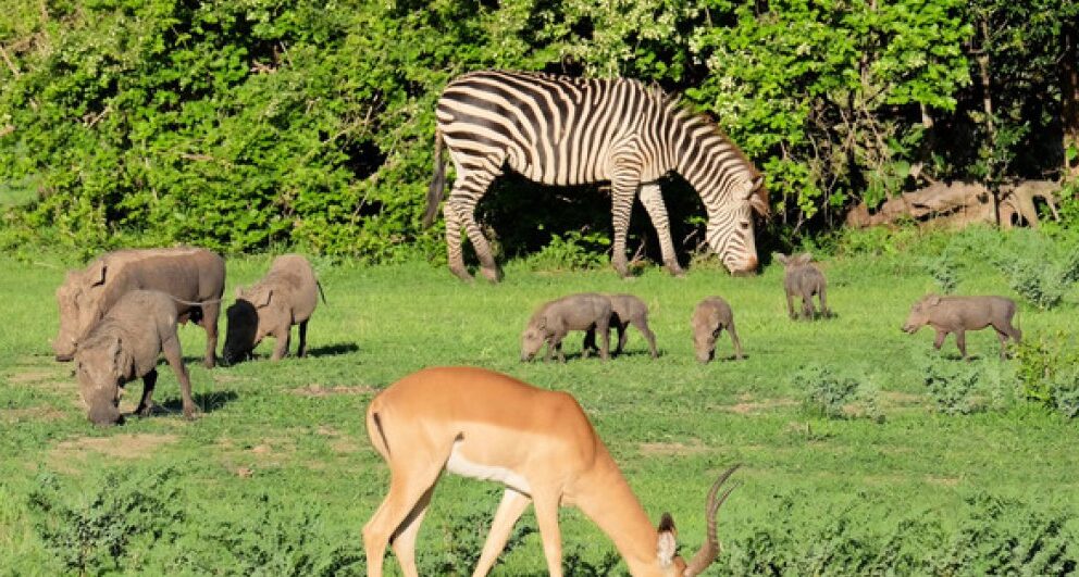 5 reasons to experience a Zambia safari