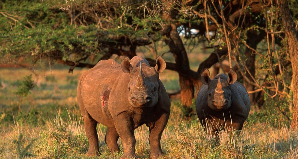Expert Q&A: Africa’s best Big Five safari destinations