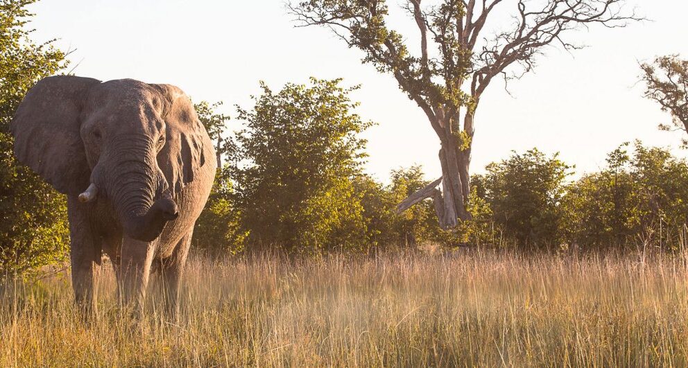 Expert Q&A: Africa’s best Big Five safari destinations
