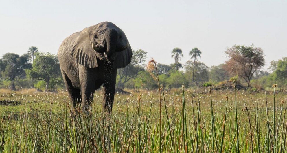 Expert Q&A: Africa’s best Big Five safari destinations