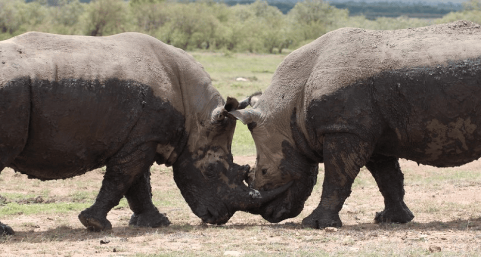 Expert Q&A: Africa’s best Big Five safari destinations
