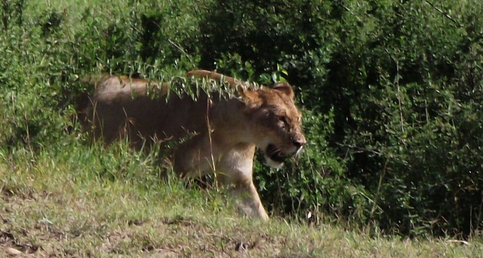 Expert Q&A: Africa’s best Big Five safari destinations