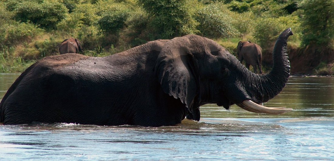 5 reasons to experience a Zambia safari