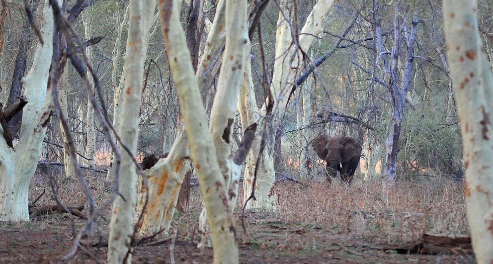 Expert Q&A: Africa’s best Big Five safari destinations