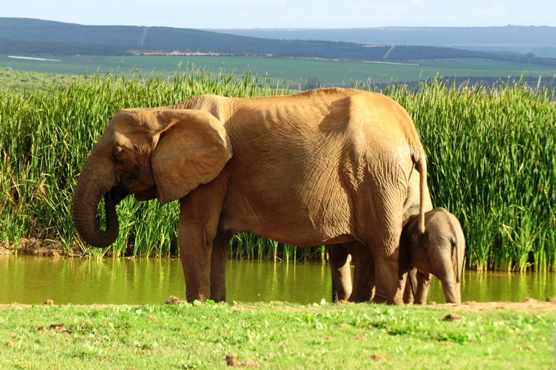 Safari getaways to visit in Southern Africa this spring