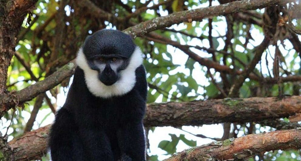 A rough guide to the best national parks in Rwanda