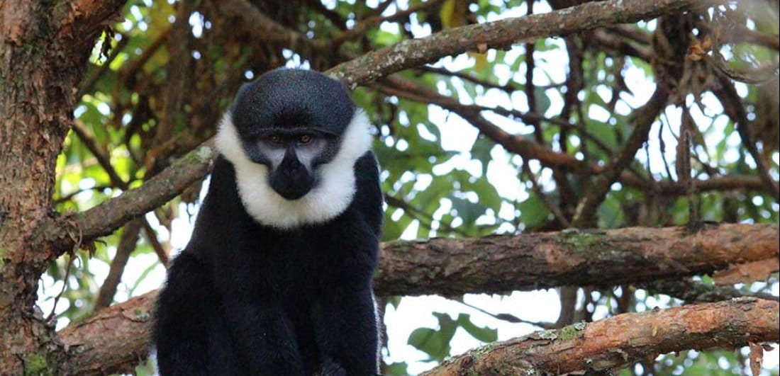 A rough guide to the best national parks in Rwanda