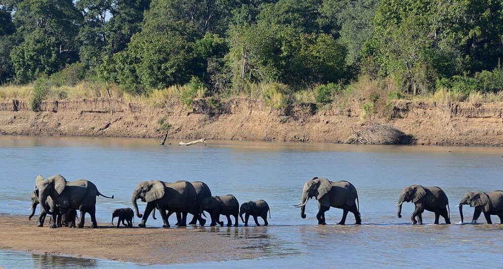 Elephants walking insync