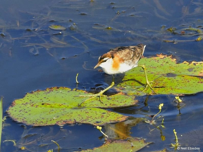 Spotting the Lesser Jacana