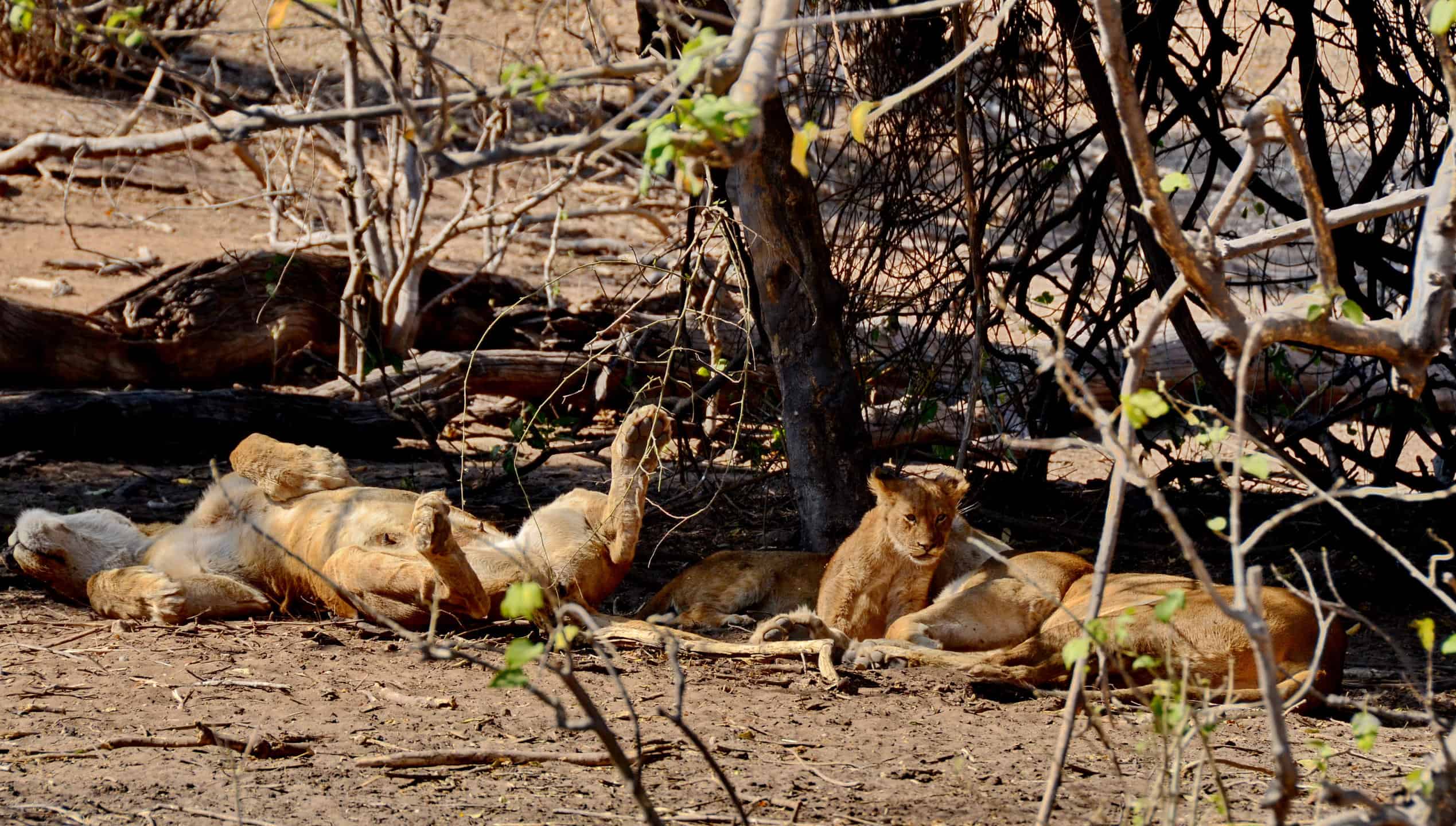 Lionesses and cubs in Chobe. Lions are some of the Chobe National Park animals