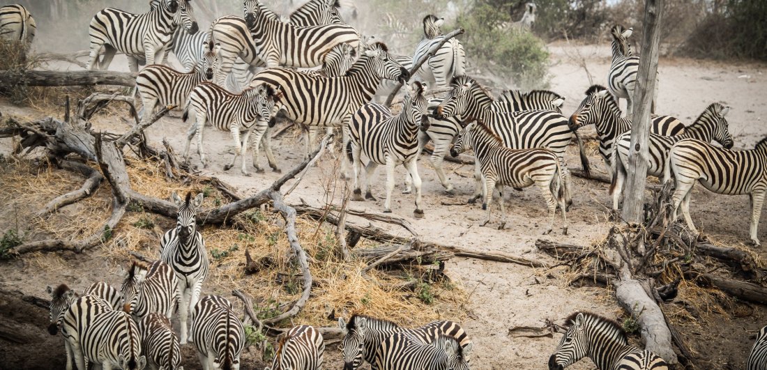 Makgadikgadi pans botswana safari zebra migration