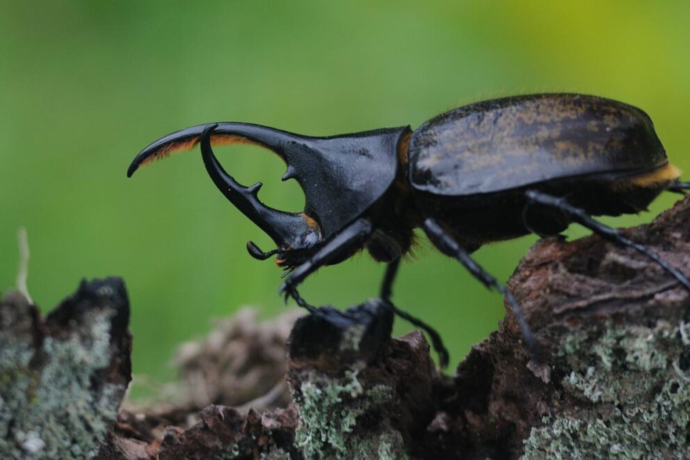 The best places to spot Africa’s Small Five