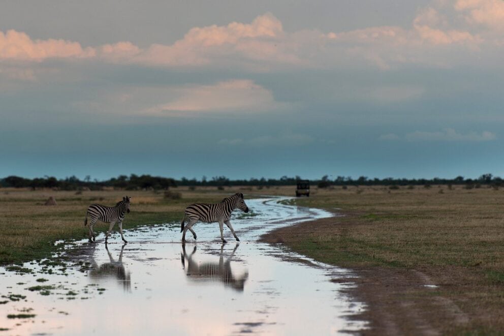 Zebras pictured in Nxai Pan National Park, Botswana | Photo credit: Nxai Pan Camp
