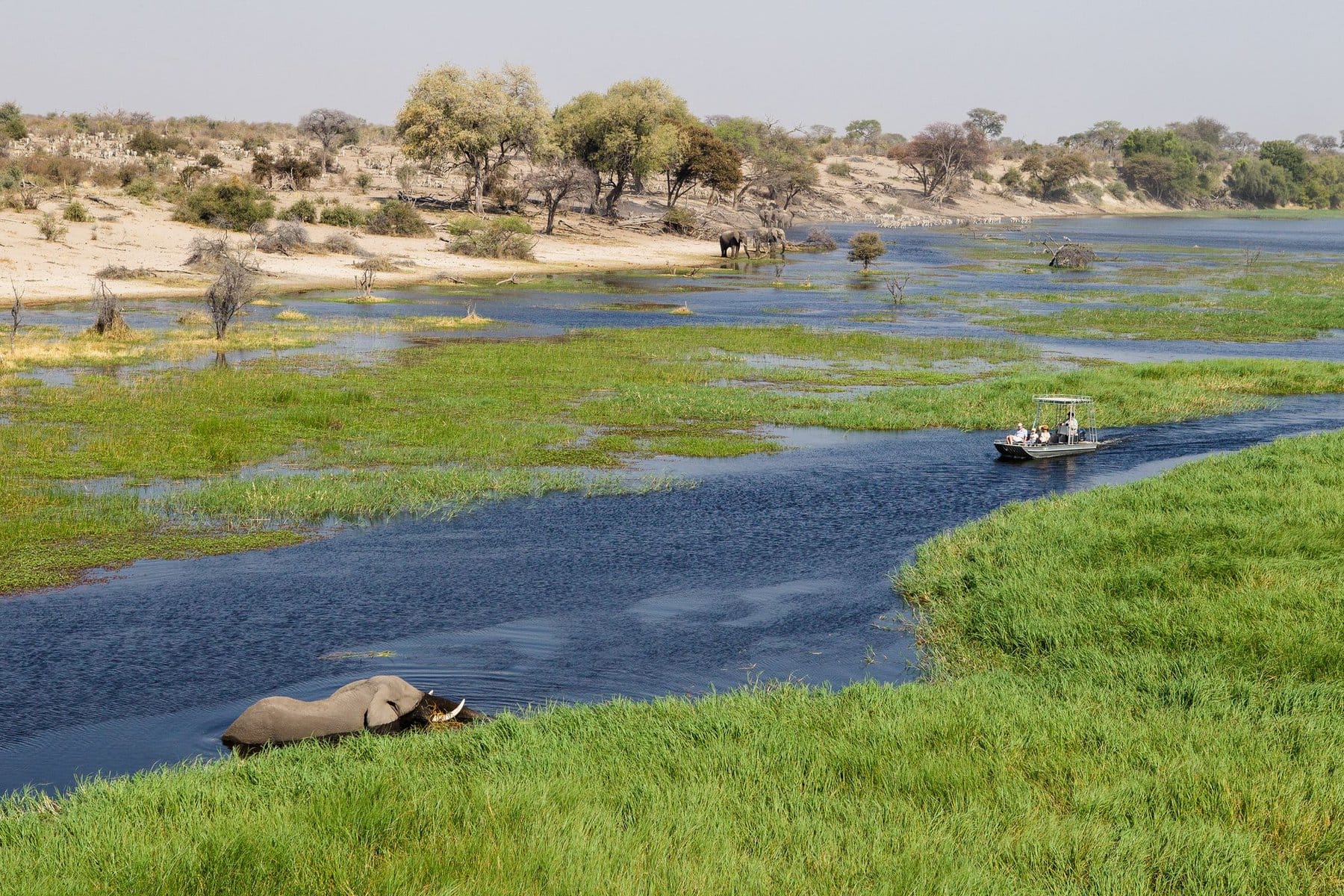 Observing an elephant in Botswana. Ask our safari experts about your Botswana safari cost.