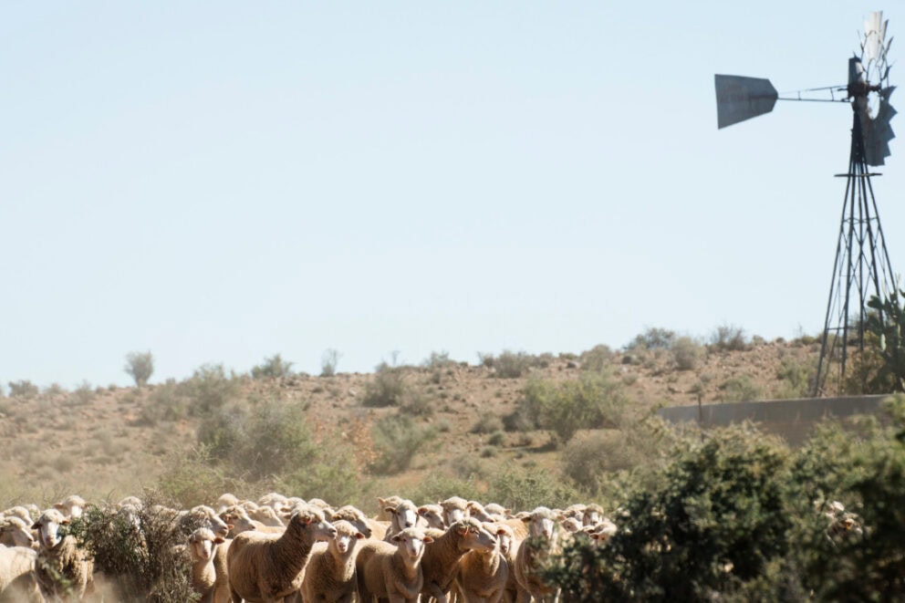 Flock of Sheep in The Karoo