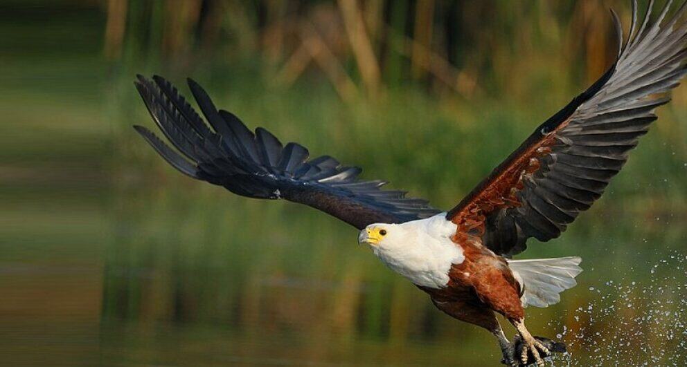 Five Birds to look out for on the Okavango