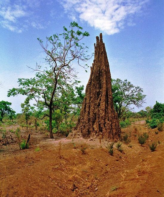 Surprising Eats: Three unusual bushveld foods