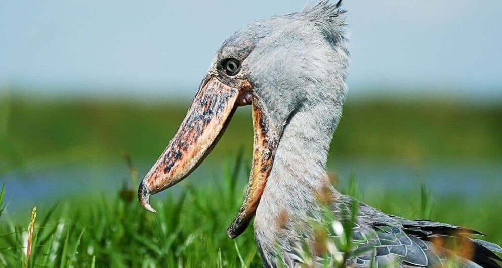 What in the world is a Shoebill?