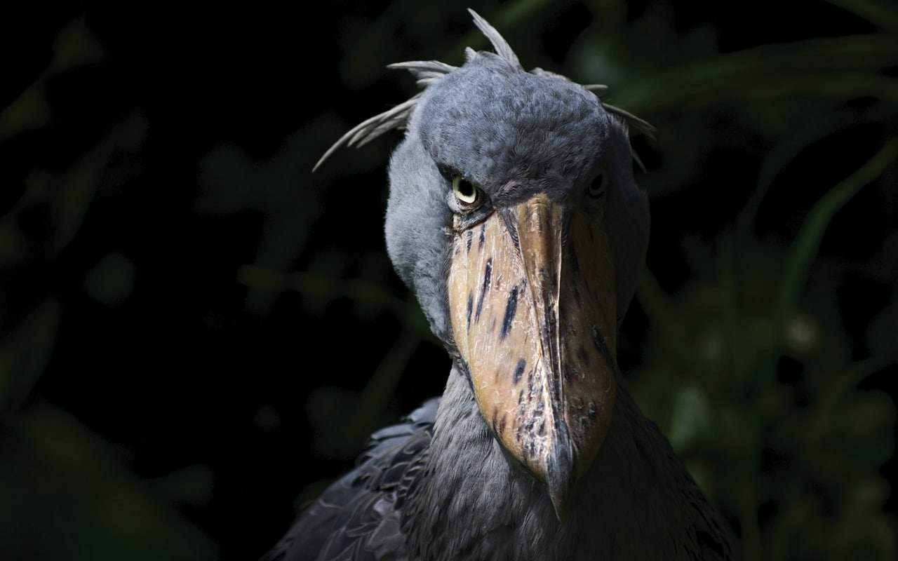 Why do shoebill stork bow 2 What in the world is a Shoebill? | Discover Africa Safaris