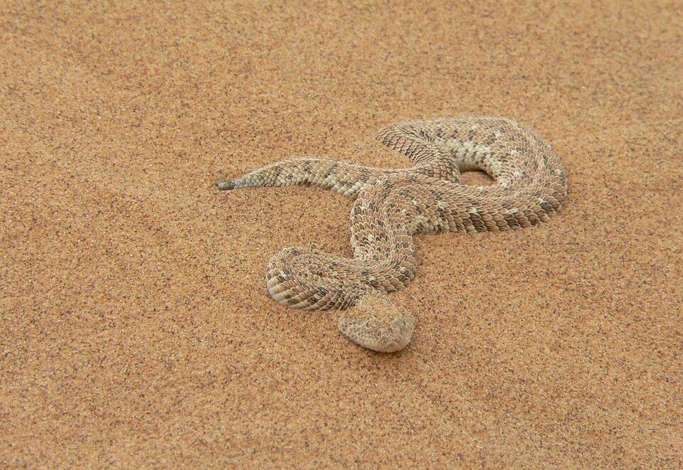 Five frightful African snakes that are really quite beautiful