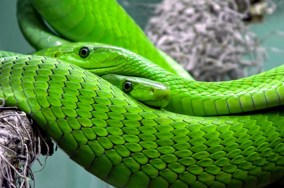 Five frightful African snakes that are really quite beautiful