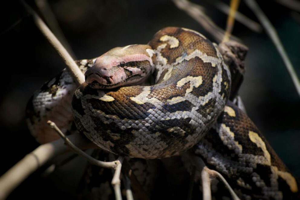 African Rock Python, a popular African snake