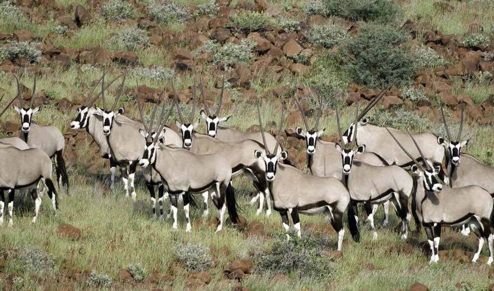 Luxury Lodge of the Week: Damaraland Camp, Namibia