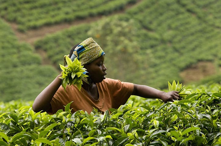 Rwanda: A Look at Africa’s Tea Capital