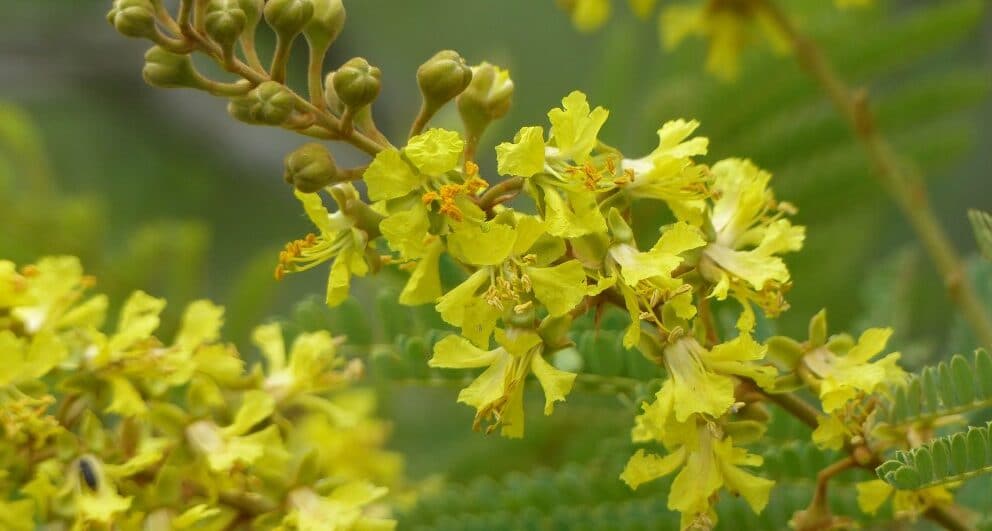 The Secrets of the Weeping Wattle Tree