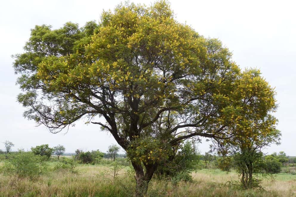The Secrets of the Weeping Wattle Tree