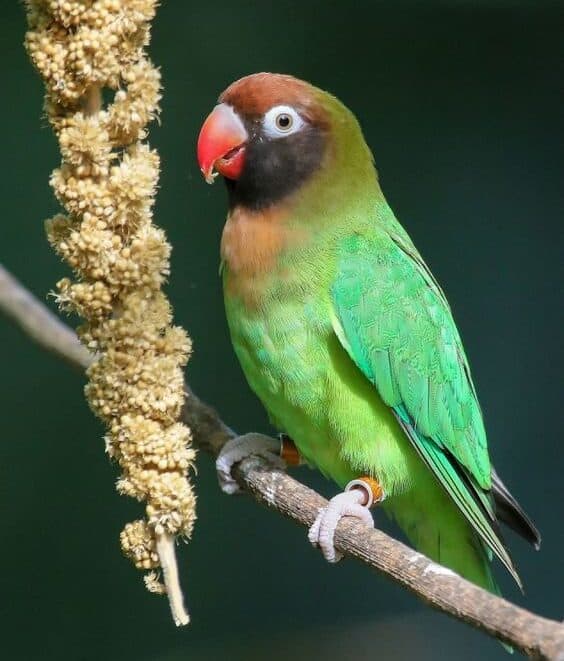 The Zambian lovebird that made its way into our homes