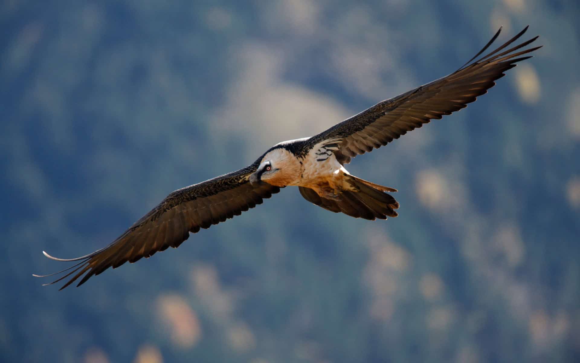 A lammergeier/bearded vulture in flight as seen on a birding safari