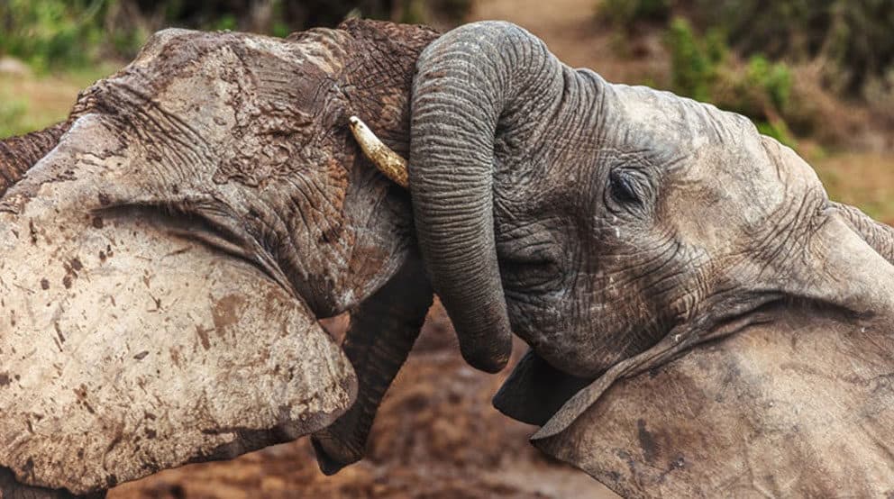 Elephants in Addo Elephant National Park.