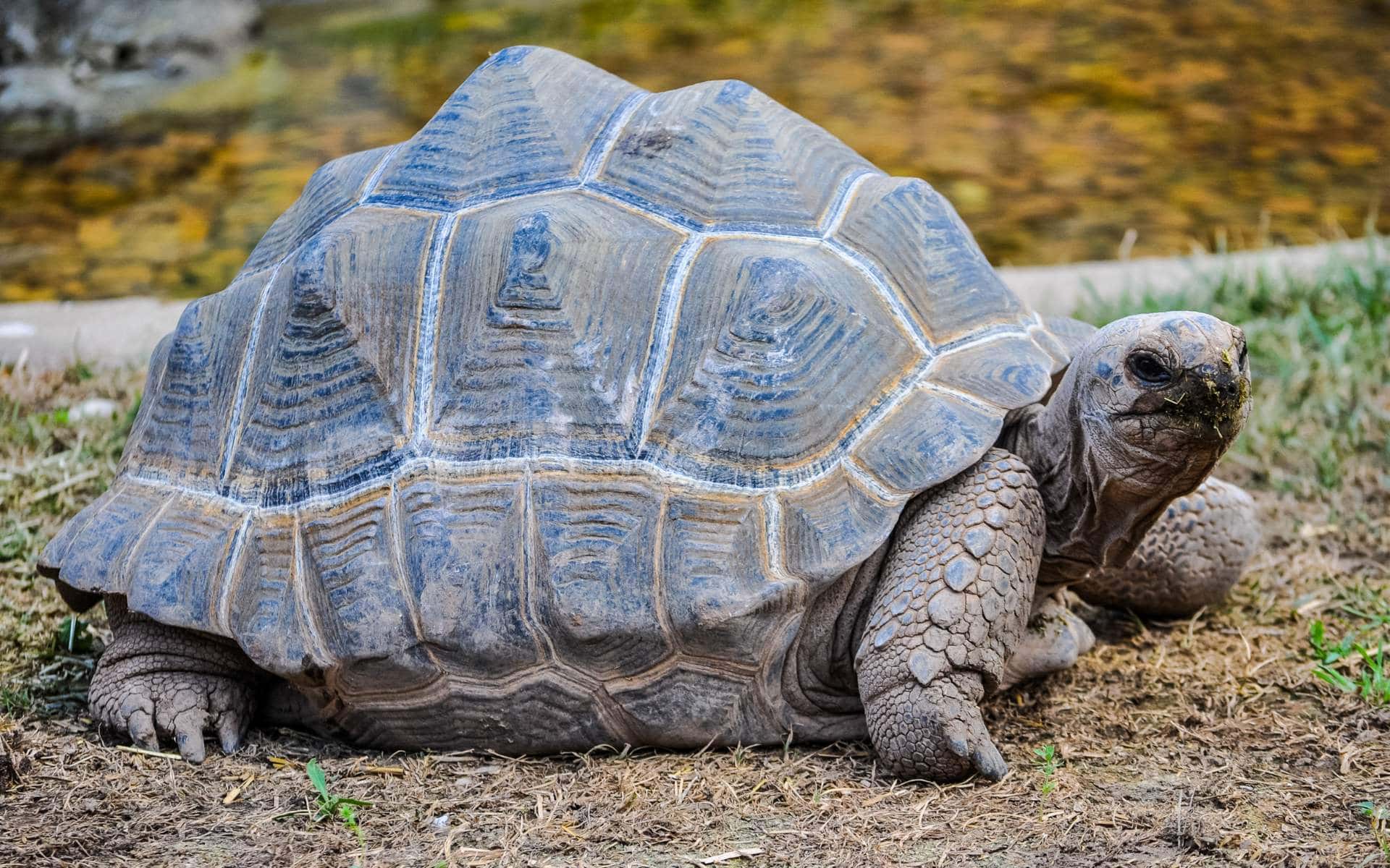 Aldabra giant tortoises | Photo: scrisman via Canva