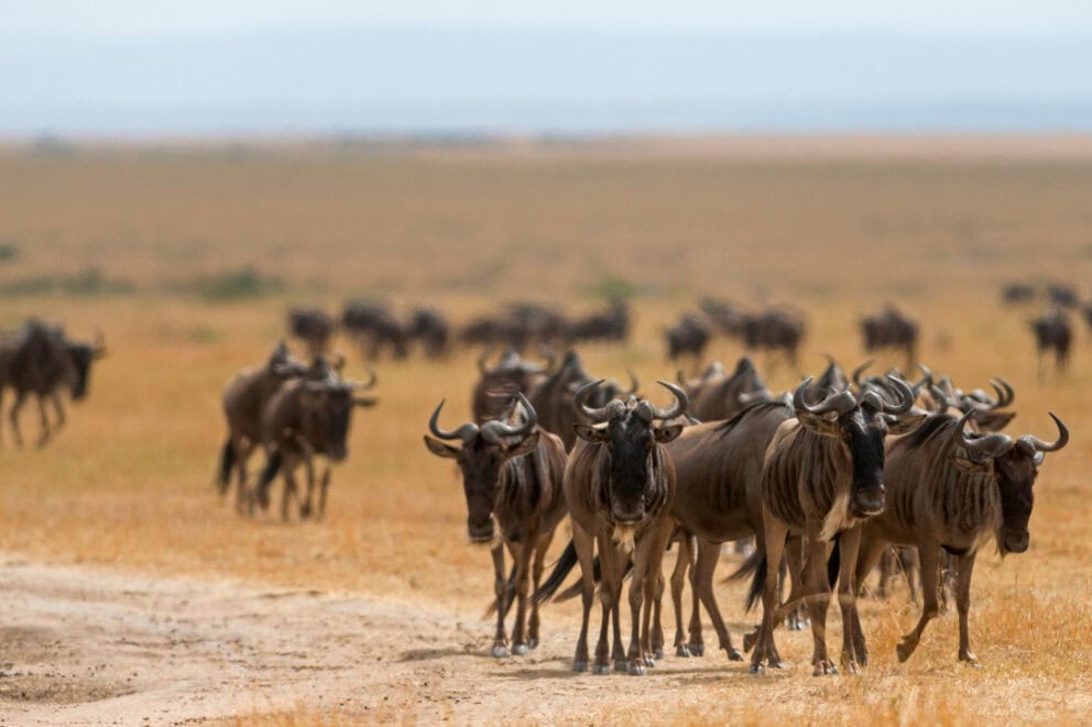Herd of wildebeest in Masai Mara, Kenya.